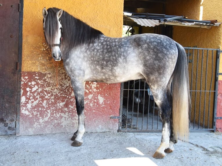 PRE Caballo castrado 7 años 168 cm Tordo in Provinz Malaga