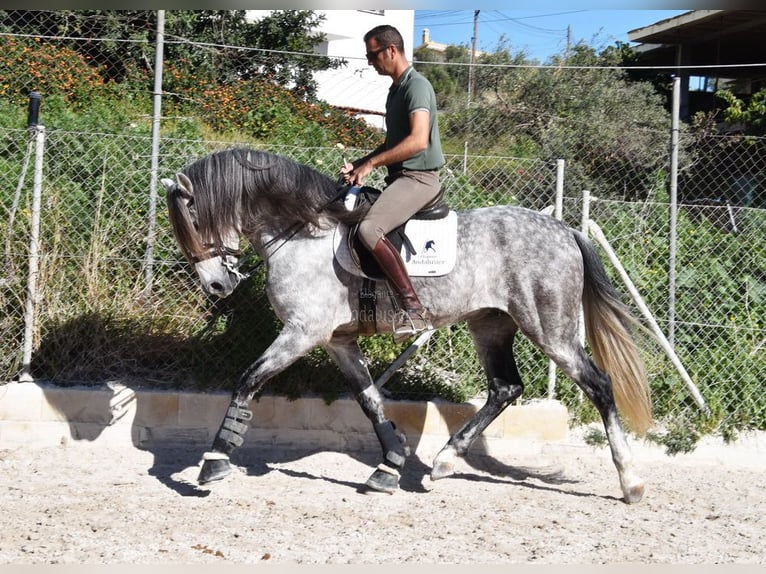 PRE Caballo castrado 7 años 168 cm Tordo in Provinz Malaga