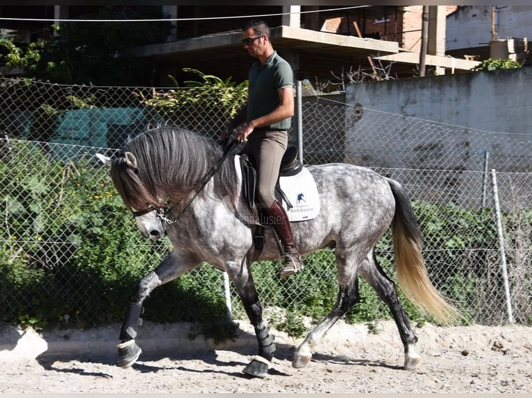 PRE Caballo castrado 7 años 168 cm Tordo in Provinz Malaga