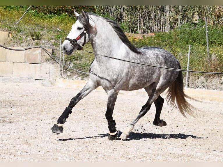 PRE Caballo castrado 7 años 168 cm Tordo in Provinz Malaga