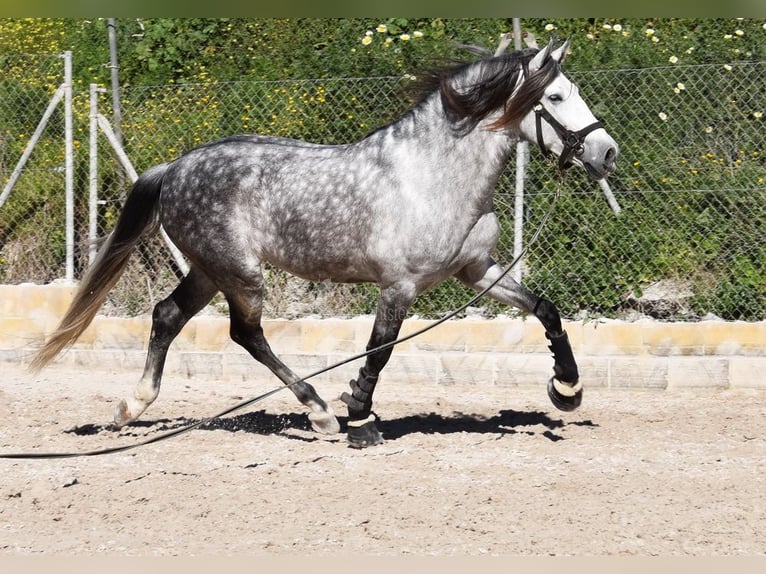 PRE Caballo castrado 7 años 168 cm Tordo in Provinz Malaga