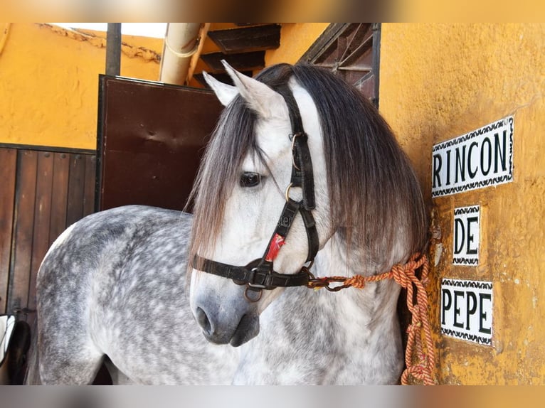 PRE Caballo castrado 7 años 168 cm Tordo in Provinz Malaga