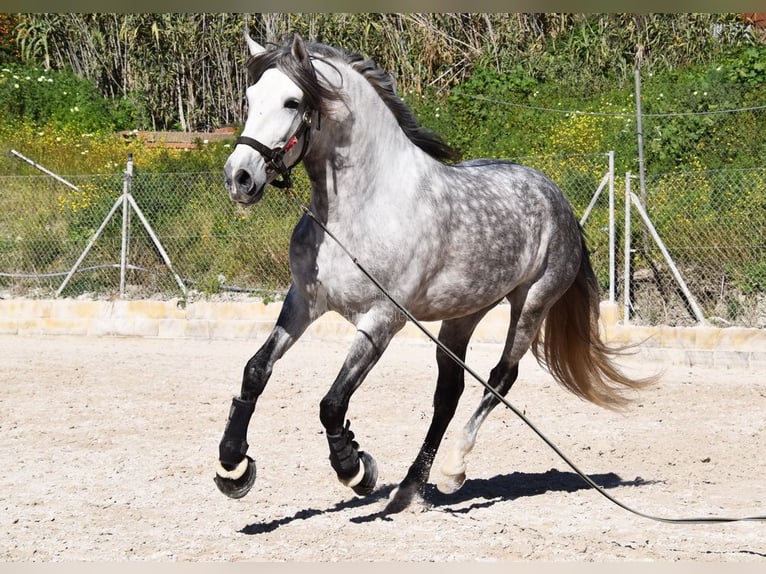 PRE Caballo castrado 7 años 168 cm Tordo in Provinz Malaga