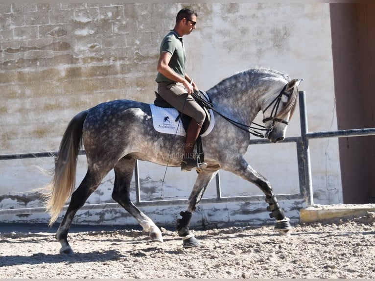 PRE Caballo castrado 7 años 168 cm Tordo in Provinz Malaga