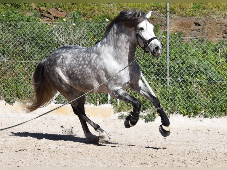 PRE Caballo castrado 7 años 168 cm Tordo in Provinz Malaga