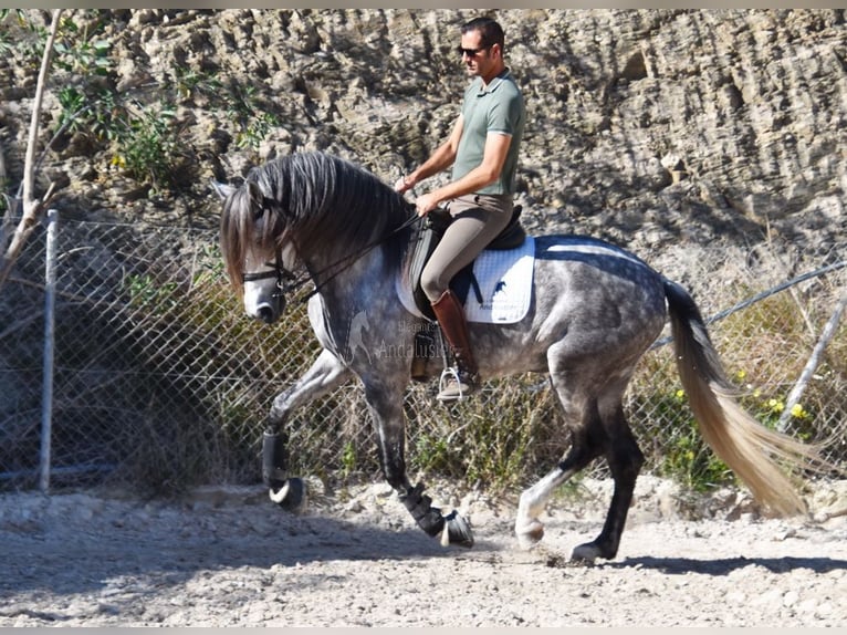 PRE Caballo castrado 7 años 168 cm Tordo in Provinz Malaga