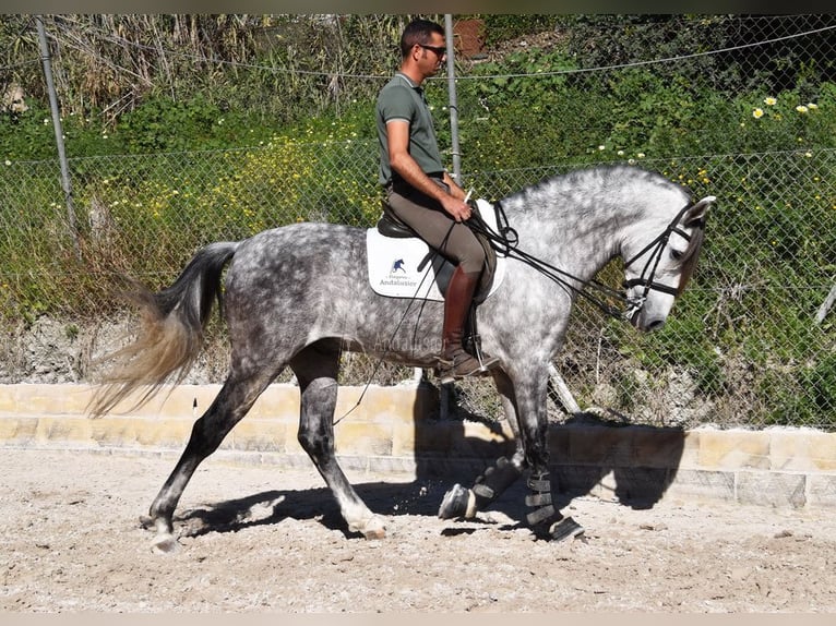 PRE Caballo castrado 7 años 168 cm Tordo in Provinz Malaga