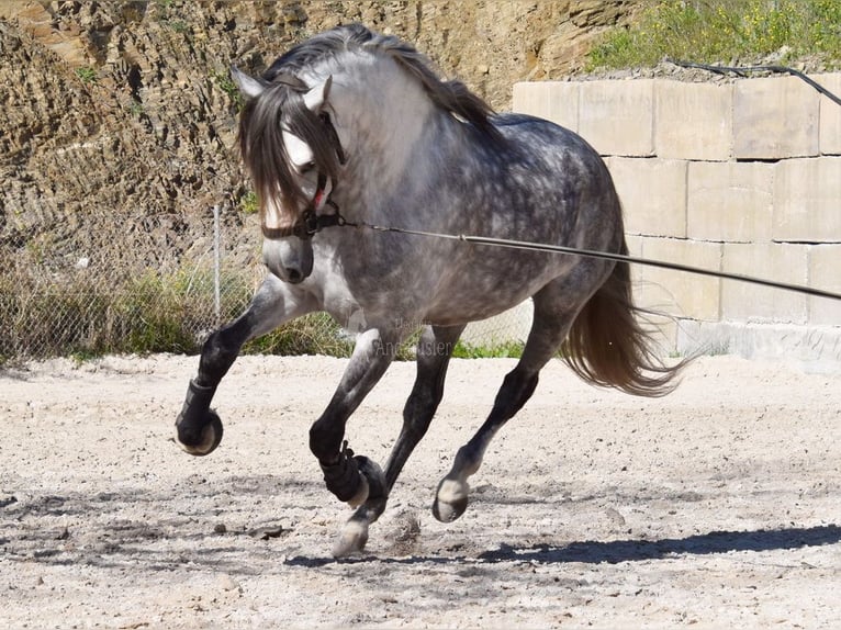 PRE Caballo castrado 7 años 168 cm Tordo in Provinz Malaga