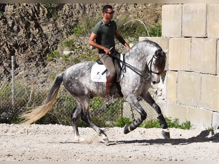 PRE Caballo castrado 7 años 168 cm Tordo in Provinz Malaga