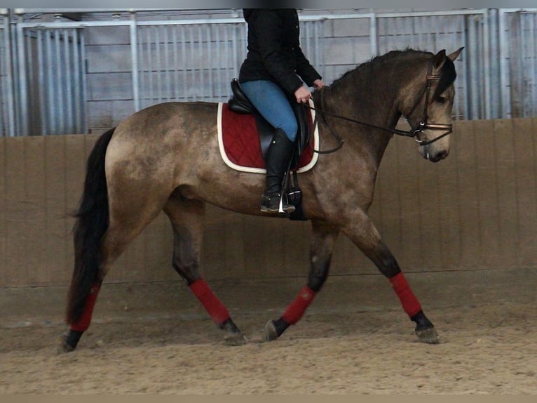 PRE Mestizo Caballo castrado 7 años 169 cm Buckskin/Bayo in Beinhausen