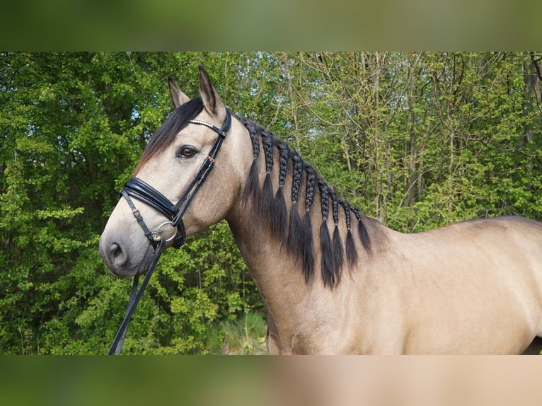PRE Mestizo Caballo castrado 7 años 169 cm Buckskin/Bayo in Beinhausen