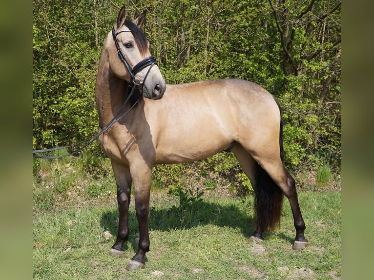 PRE Mestizo Caballo castrado 7 años 169 cm Buckskin/Bayo in Beinhausen