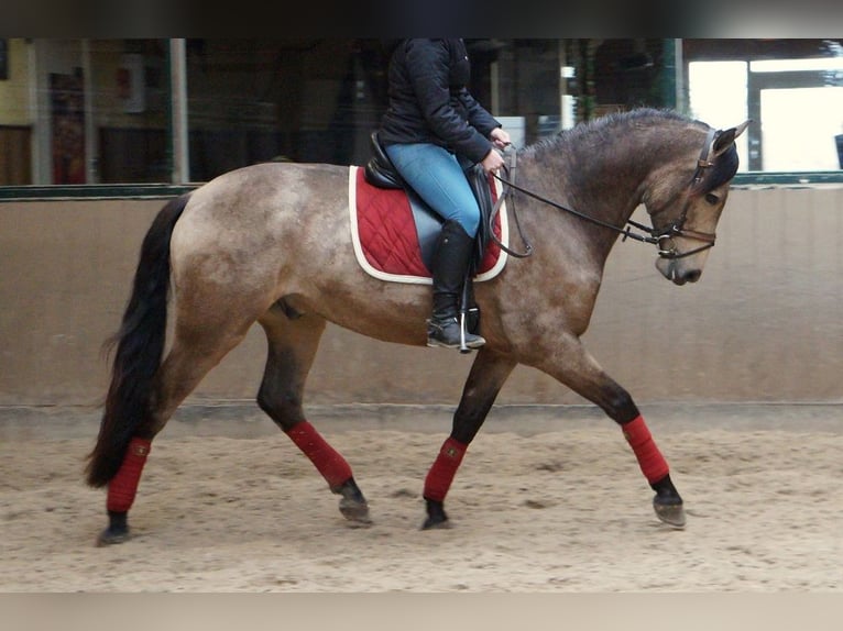 PRE Mestizo Caballo castrado 7 años 169 cm Buckskin/Bayo in Beinhausen