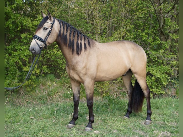 PRE Mestizo Caballo castrado 7 años 169 cm Buckskin/Bayo in Beinhausen