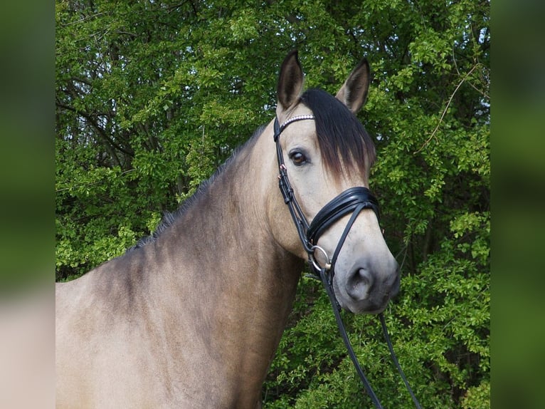 PRE Mestizo Caballo castrado 7 años 169 cm Buckskin/Bayo in Beinhausen