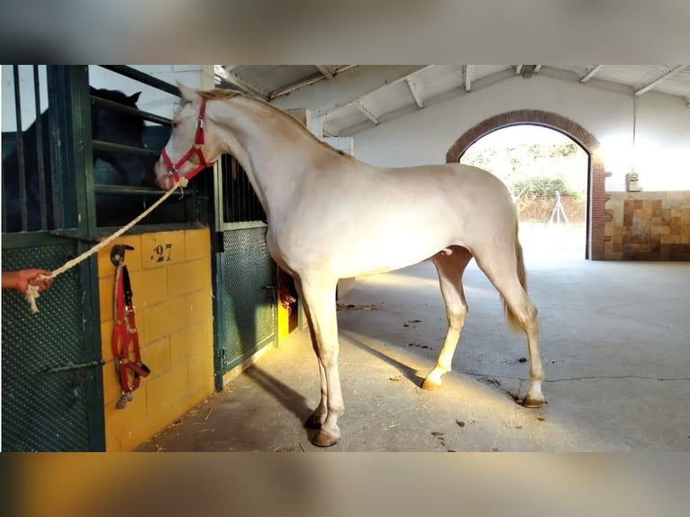 PRE Mestizo Caballo castrado 7 años 169 cm Perlino in NAVAS DEL MADRONO