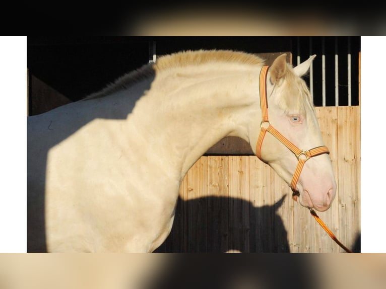 PRE Mestizo Caballo castrado 7 años 169 cm Perlino in NAVAS DEL MADRONO