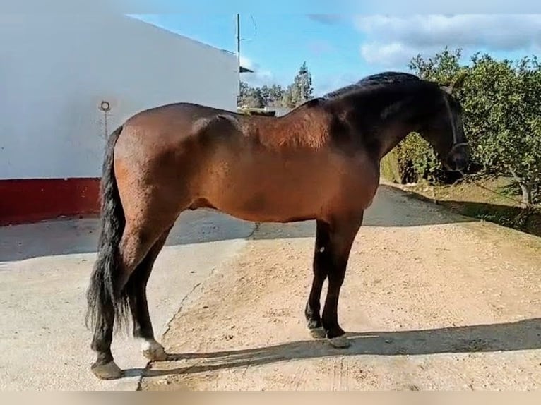 PRE Caballo castrado 7 años 170 cm Negro in Sevilla