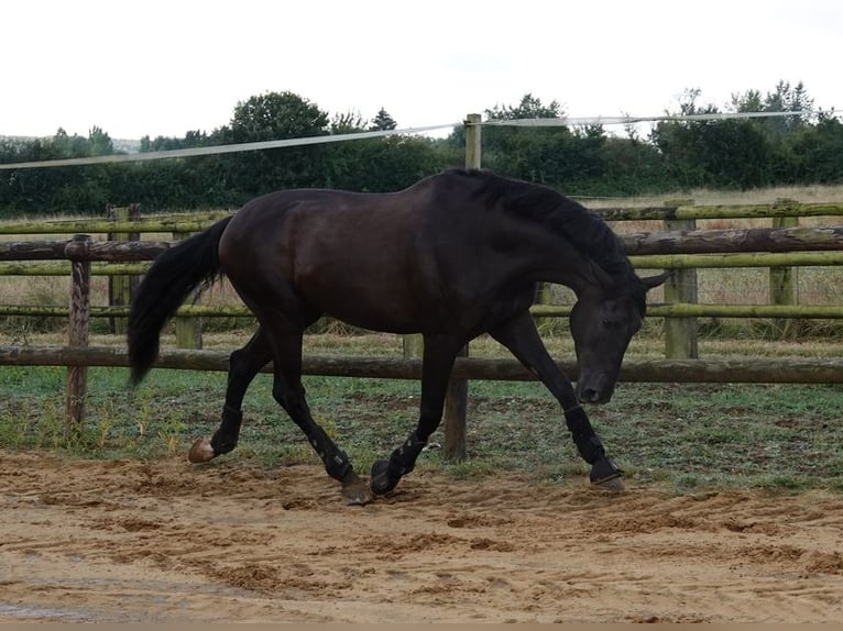 PRE Caballo castrado 7 años 170 cm Negro in champfleur