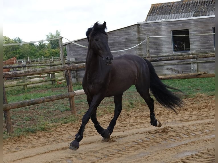 PRE Caballo castrado 7 años 170 cm Negro in champfleur