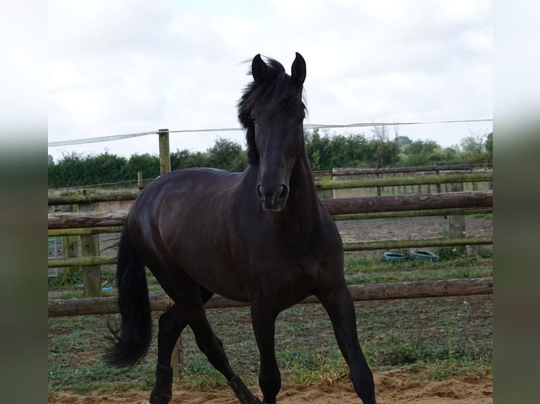 PRE Caballo castrado 7 años 170 cm Negro in champfleur