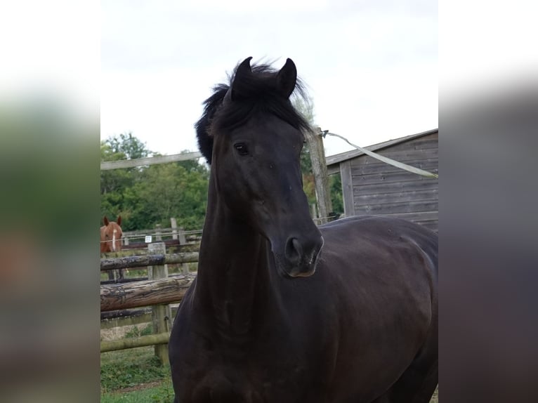 PRE Caballo castrado 7 años 170 cm Negro in champfleur