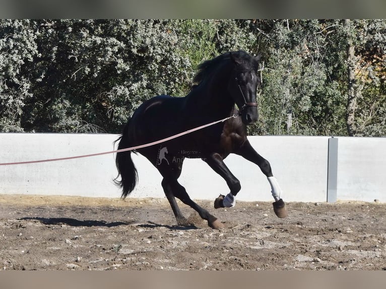 PRE Mestizo Caballo castrado 7 años 170 cm Negro in Penne d&#xB4;Agenais