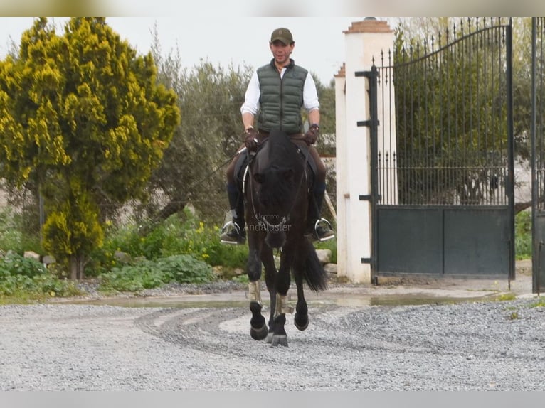 PRE Mestizo Caballo castrado 7 años 170 cm Negro in Penne d&#xB4;Agenais