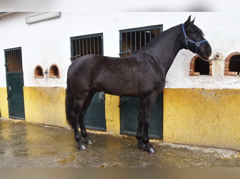 PRE Mestizo Caballo castrado 7 años 170 cm Negro in Penne d&#xB4;Agenais