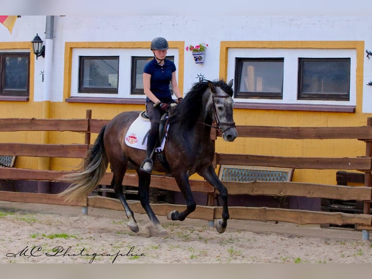 PRE Caballo castrado 7 años 170 cm Tordillo negro in Polenz