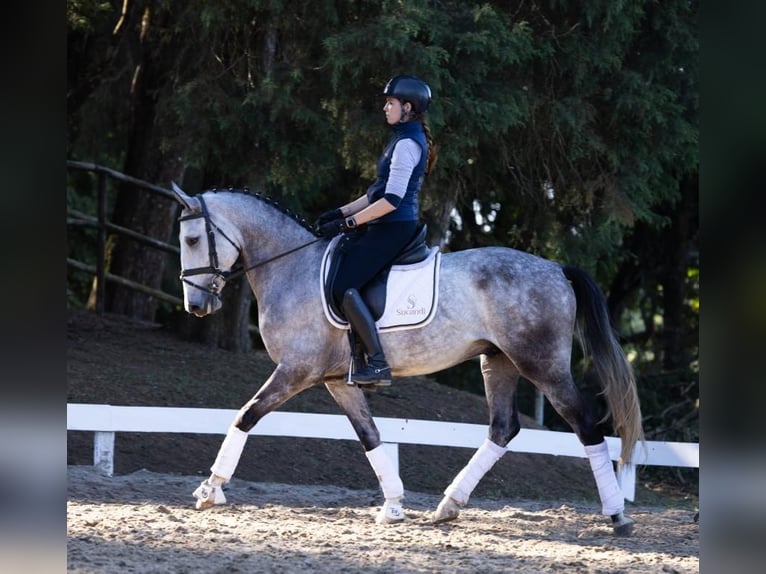 PRE Caballo castrado 7 años 170 cm Tordo in Höchst im Odenwald