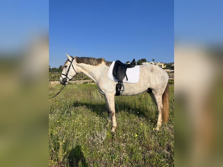 PRE Mestizo Caballo castrado 7 años 170 cm Tordo in Castellon De La Plana/Castello De La Pla