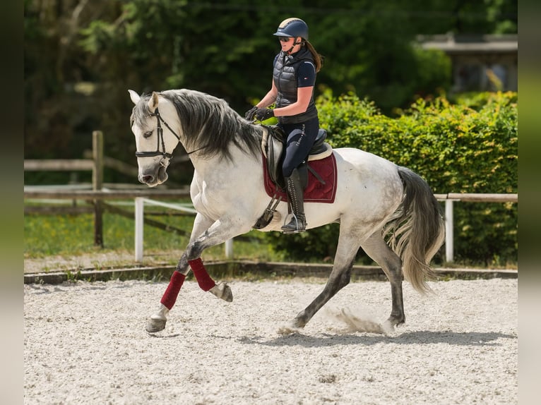 PRE Caballo castrado 7 años 170 cm Tordo in Neustadt (Wied)