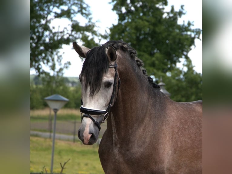 PRE Mestizo Caballo castrado 7 años 170 cm Tordo rodado in Wittlich
