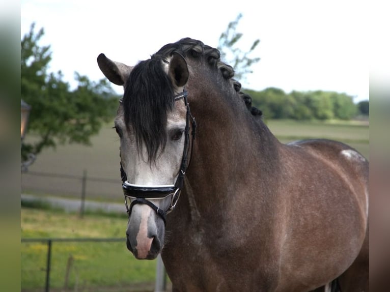 PRE Mestizo Caballo castrado 7 años 170 cm Tordo rodado in Wittlich