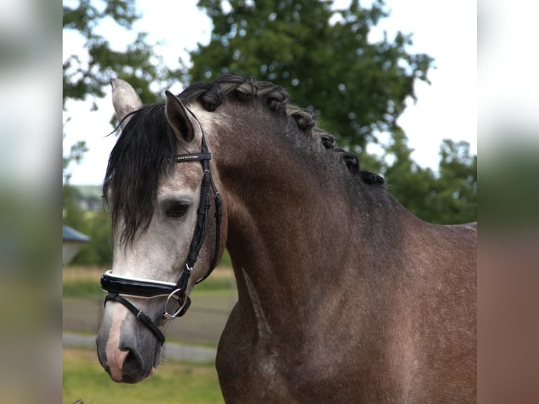 PRE Mestizo Caballo castrado 7 años 170 cm Tordo rodado in Wittlich