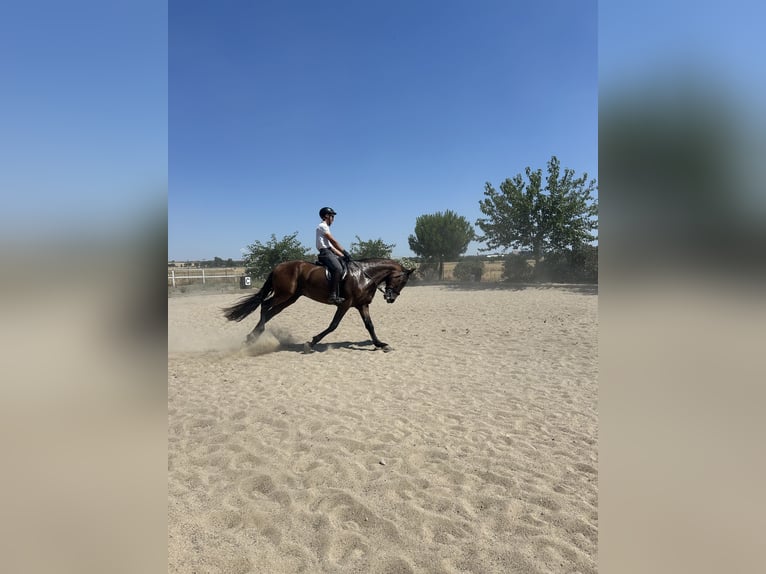 PRE Caballo castrado 7 años 171 cm Castaño in Base Aerea Conjunta Torrejon