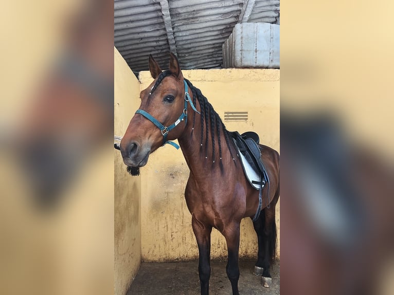 PRE Caballo castrado 7 años 171 cm Castaño in Torrejón de Ardoz