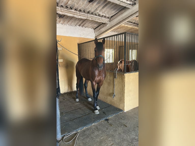 PRE Caballo castrado 7 años 171 cm Castaño in Torrejón de Ardoz