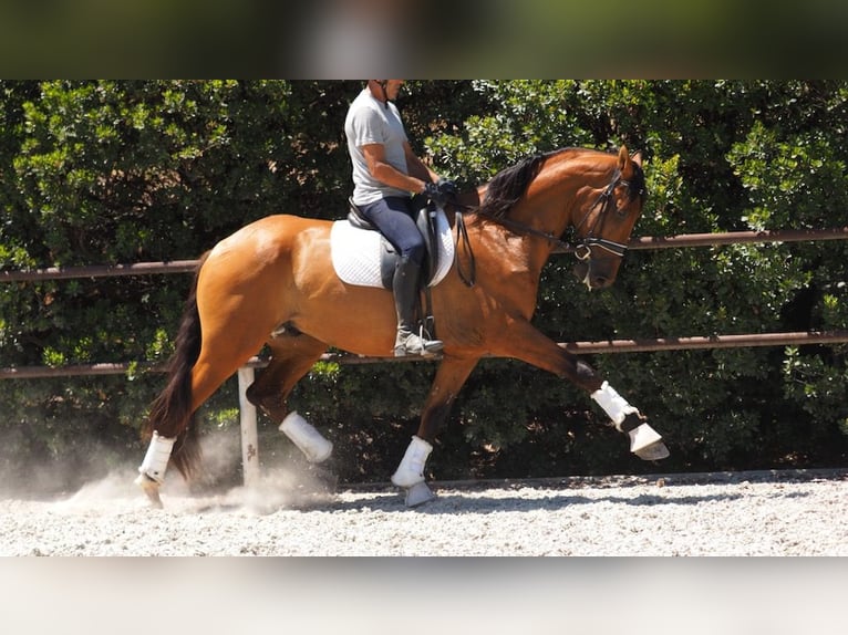 PRE Mestizo Caballo castrado 7 años 172 cm Castaño rojizo in NAVAS DEL MADRONO