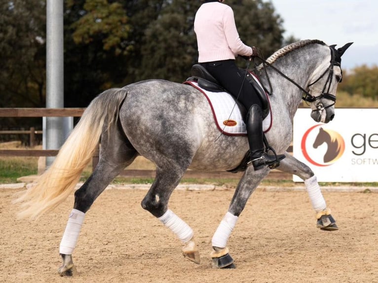 PRE Mestizo Caballo castrado 7 años 172 cm Tordo in Navas Del Madroño