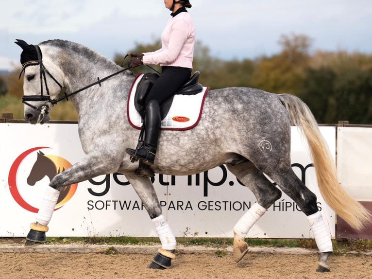 PRE Mestizo Caballo castrado 7 años 172 cm Tordo in Navas Del Madroño