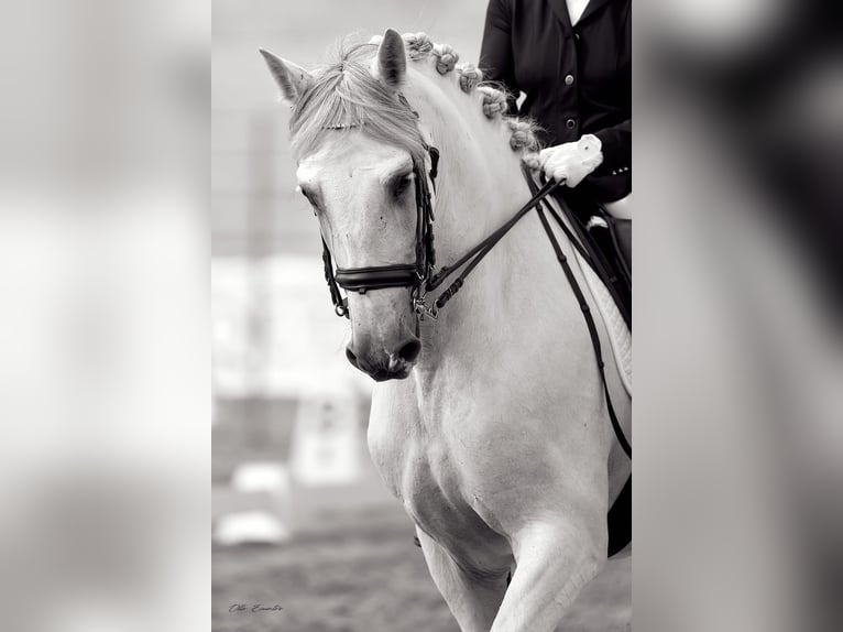 PRE Caballo castrado 7 años 172 cm Tordo in A Coruña