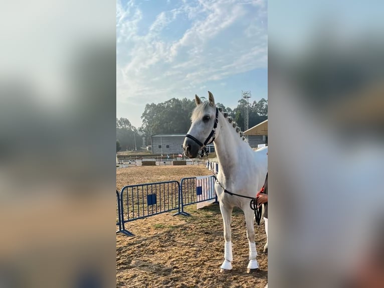 PRE Caballo castrado 7 años 172 cm Tordo in Moalde (San Mamede)