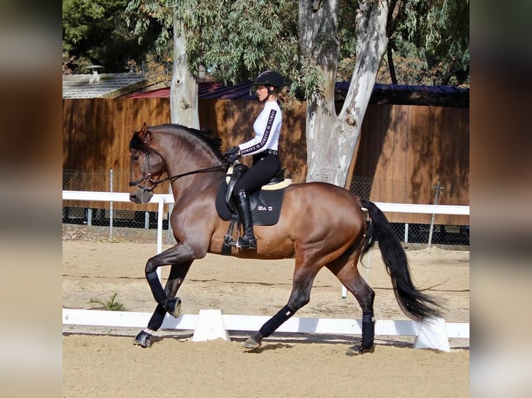 PRE Caballo castrado 7 años 173 cm Castaño rojizo in Sevilla
