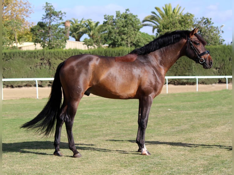 PRE Caballo castrado 7 años 173 cm Castaño rojizo in Sevilla
