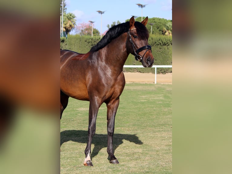 PRE Caballo castrado 7 años 173 cm Castaño rojizo in Sevilla