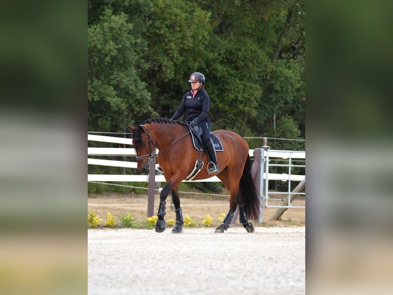 PRE Mestizo Caballo castrado 7 años 175 cm Castaño rojizo in Palafolls