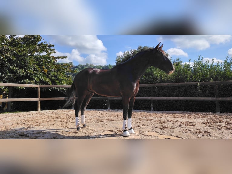 PRE Mestizo Caballo castrado 7 años 175 cm Negro in Santa Maria De Palautordera