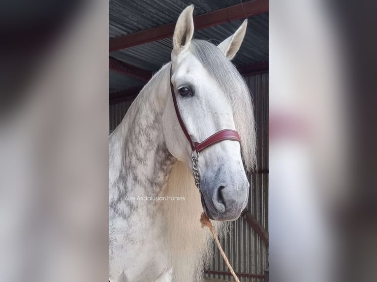 PRE Mestizo Caballo castrado 7 años 175 cm Tordo rodado in Sevilla